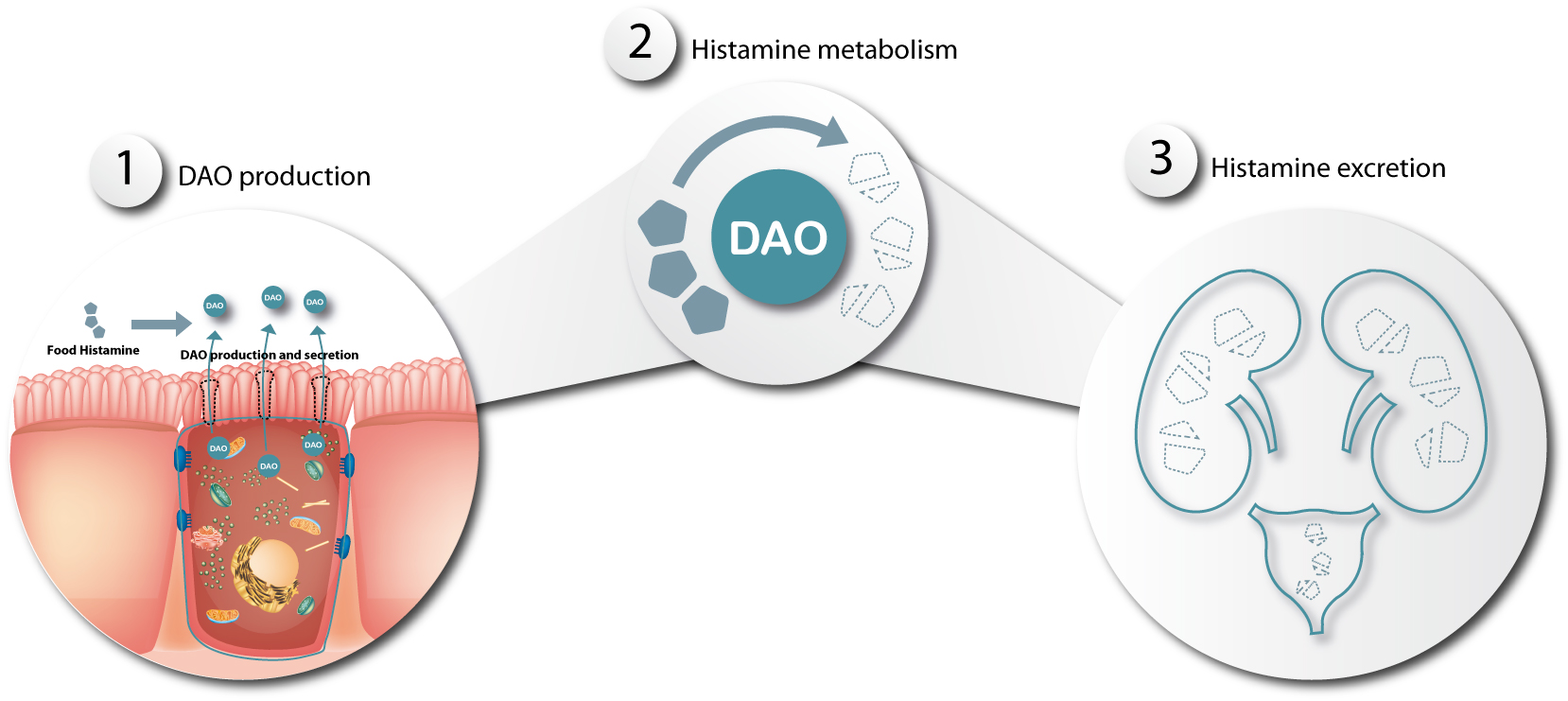 histamine metabolism in dao deficiency diamine oxidase
