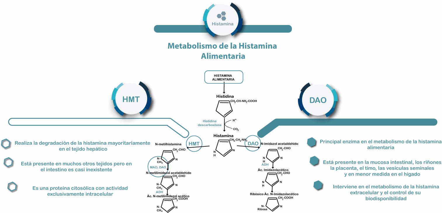 Metabolismo de la histamina alimentaria